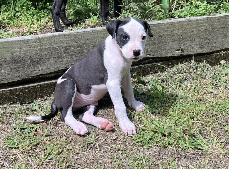 Auckland Puppy Rescue - Stella Carousel 1