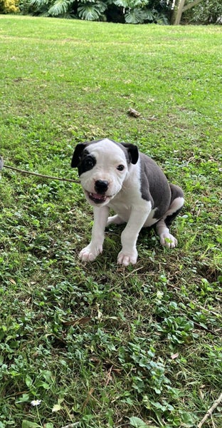 Auckland Puppy Rescue - Stella Carousel 2