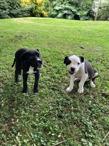 Auckland Puppy Rescue - Stella Carousel 6