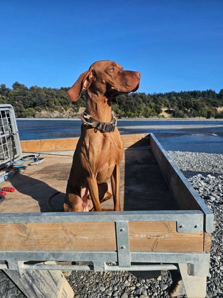 Hungarian viszla Carousel 1