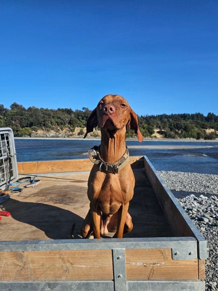 Hungarian viszla Carousel 2