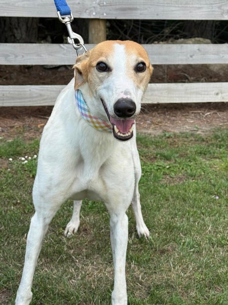 Stella- Beautiful Cat Trainable Greyhound Girl Carousel 2