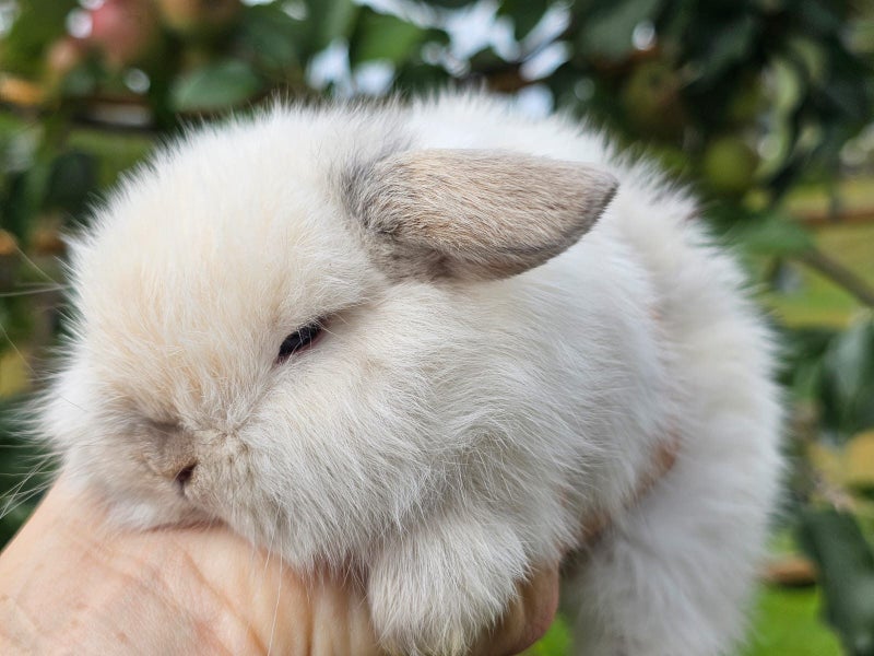 Purebred Mini Lop Baby Bunnies. Miniature Lops Available Carousel 1