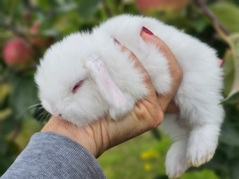 Purebred Mini Lop Baby Bunnies. Miniature Lops Available Carousel 8