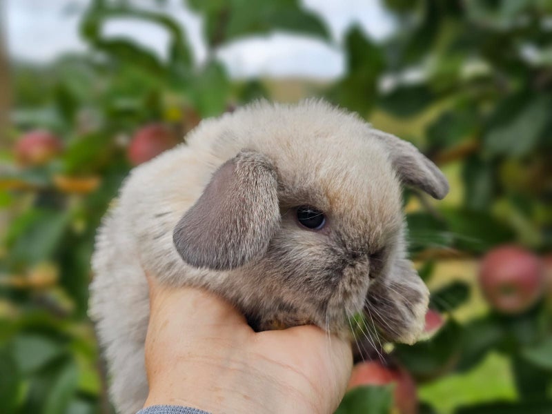 Purebred Mini Lop Baby Bunnies. Miniature Lops Available Carousel 2