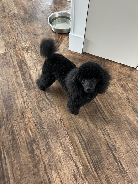 Stud Service – Male Toy Poodle black - pedigree - NZ dogs registered Carousel 2