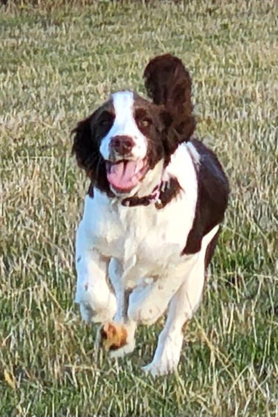 Springer Spaniel Carousel 1