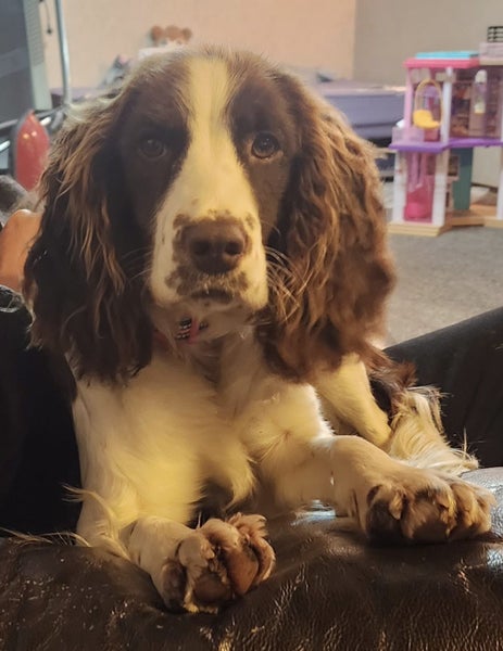 Springer Spaniel Carousel 2
