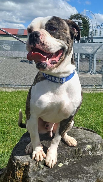 Bronx - American Bulldog cross Boxer Carousel 3