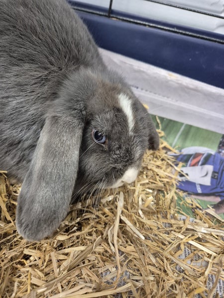 Adorable Bunny Carousel 2