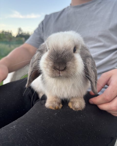 Purebred Male Minilop Carousel 1