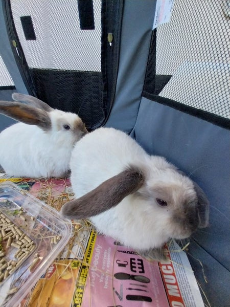 Pet Rabbits Bunny Rabbit Bunnies Mini lop Carousel 2