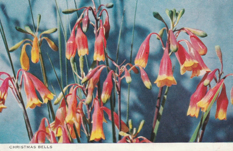 Christmas Bells (p/c) Carousel 1