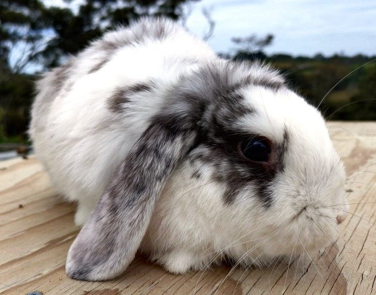 Rabbit - Attractive and Healthy Carousel 1