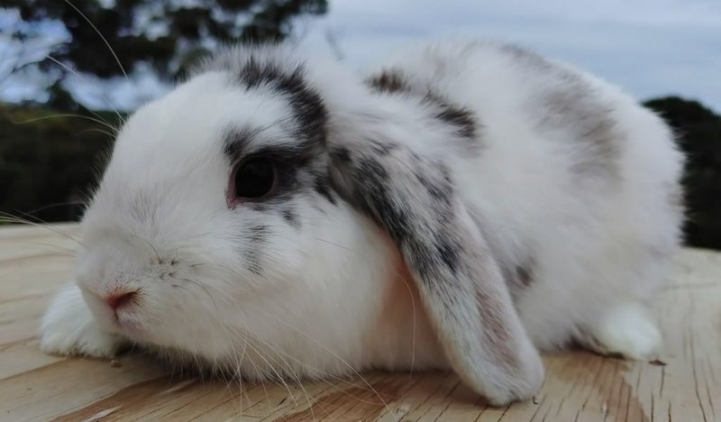 Rabbit - Attractive and Healthy Carousel 2