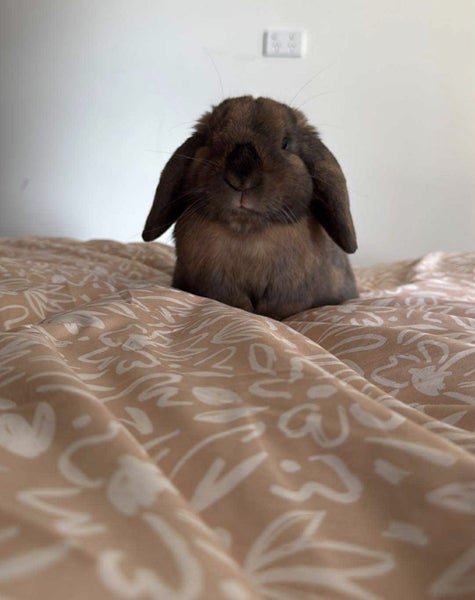 Rehoming Bonded Minilop Rabbits Carousel 1