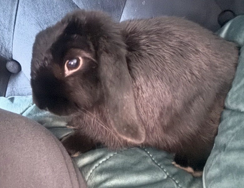 Rehoming Bonded Minilop Rabbits Carousel 2