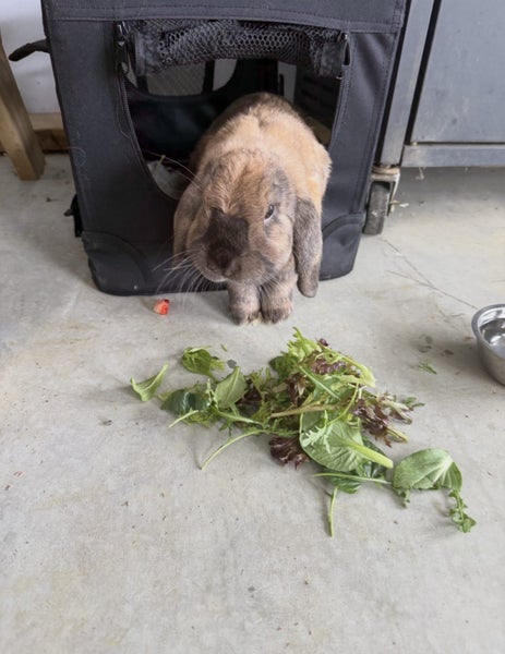 Rehoming Bonded Minilop Rabbits Carousel 3