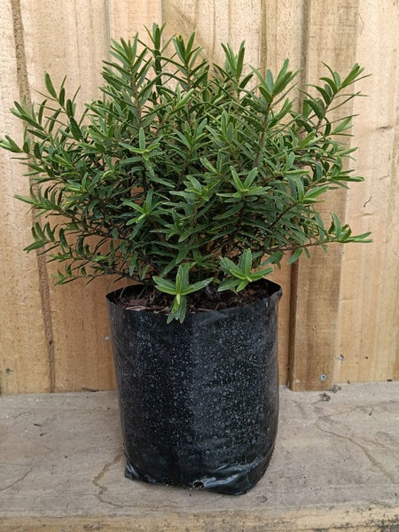 HEBE DIOSMIFOLIA 'AHIPARA' Carousel 1