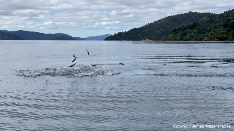 Professional Art by James Wilder Carousel 2