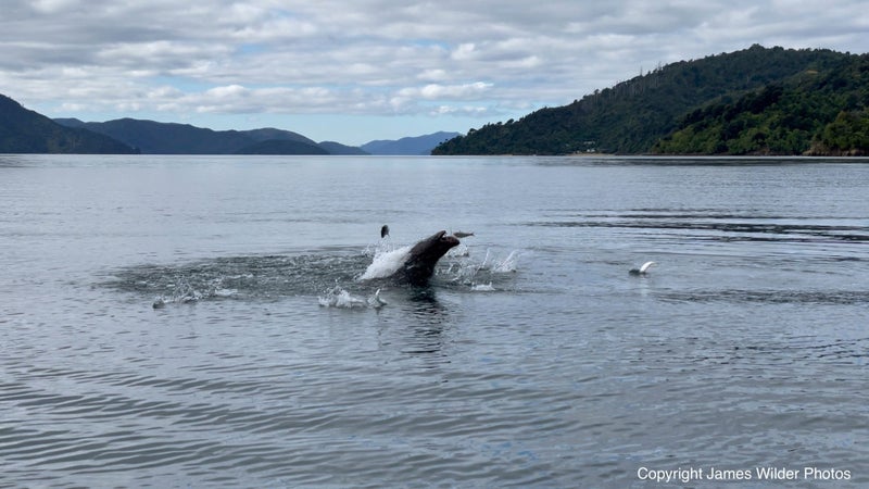 Professional Art by James Wilder Carousel 2