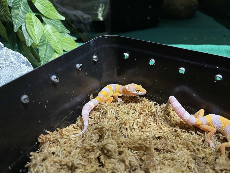 Leopard Gecko - Tangerine x Tremper Carousel 4