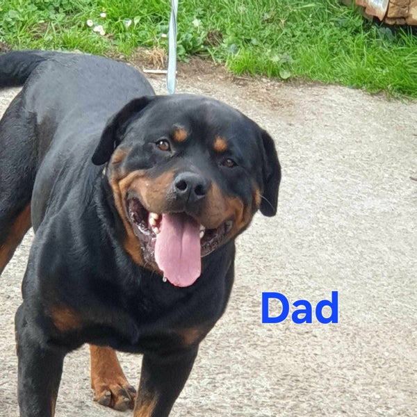 Purebreed bobtail Rottweiler puppys Carousel 1