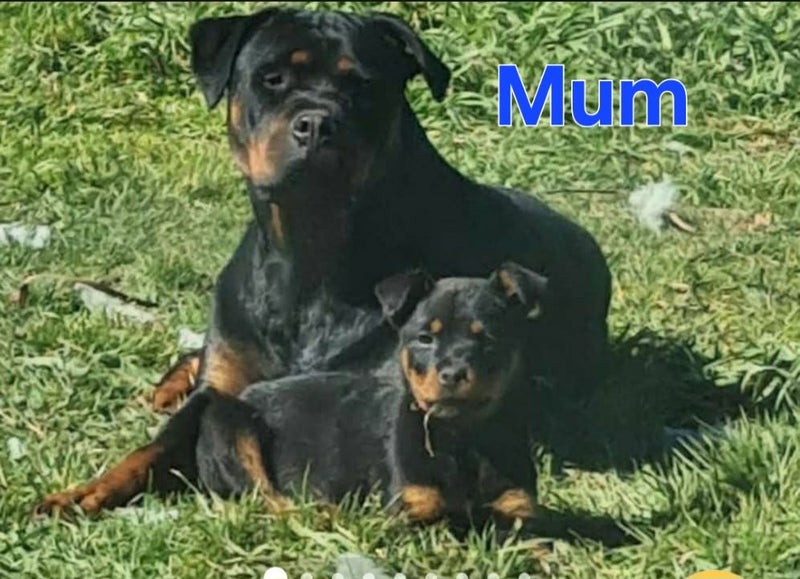 Purebreed bobtail Rottweiler puppys Carousel 2