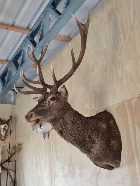 Red Stag Taxidermy Mount Carousel 2