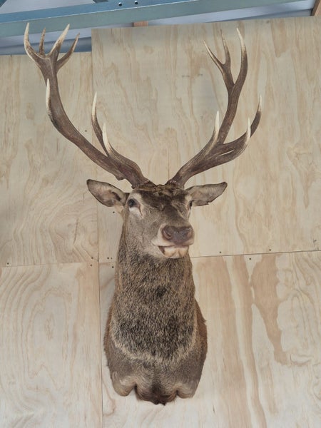 Red Stag Taxidermy Mount Carousel 1