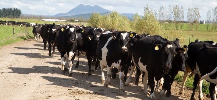 Landcorp Farming Limited Carousel 4