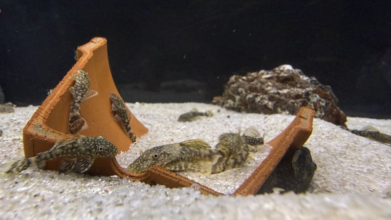 Brown Bristlenose Pleco Carousel 1