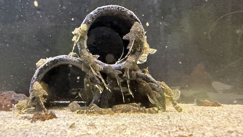 Brown Bristlenose Pleco Carousel 2