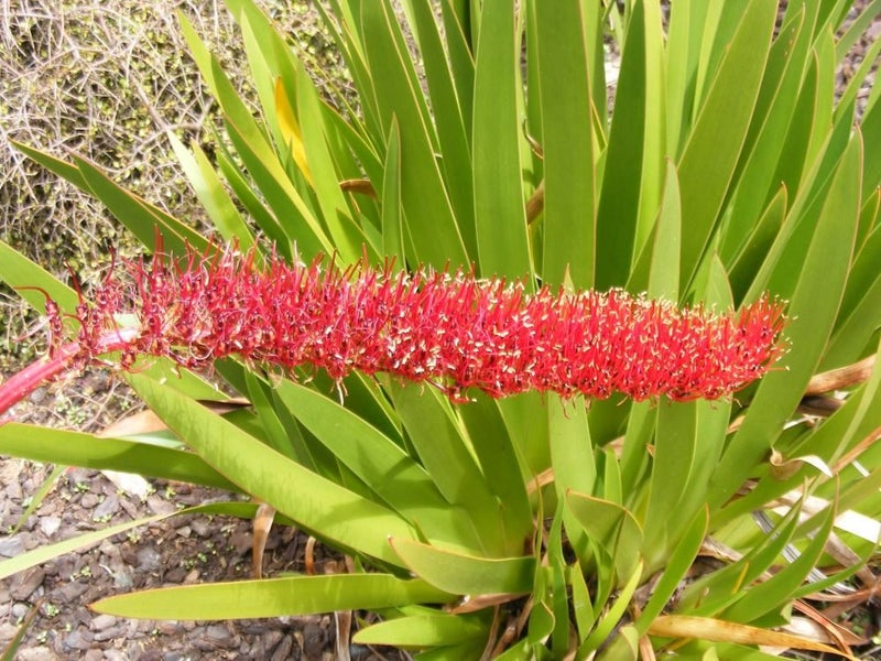 Poor Knights lily Xeronema seeds Carousel 1