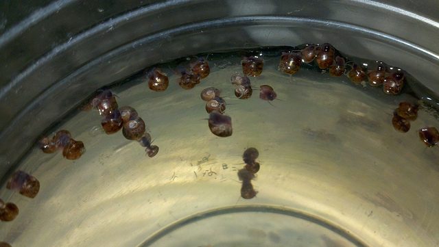 Ramshorn snails x10 snails Carousel 1