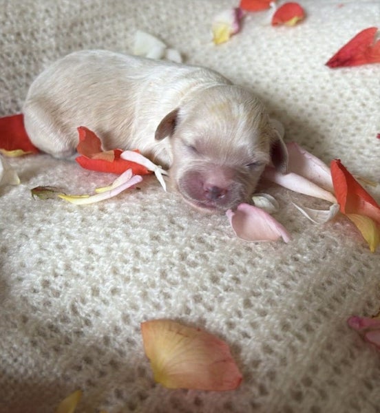 Beautiful Cavoodle Stud fully DNA tested Carousel 9