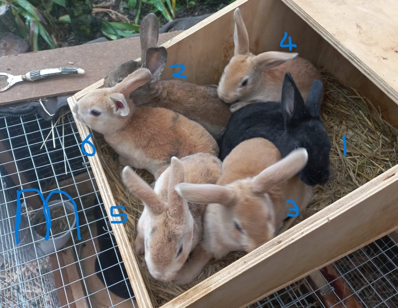 Baby Rex Rabbits Carousel 1