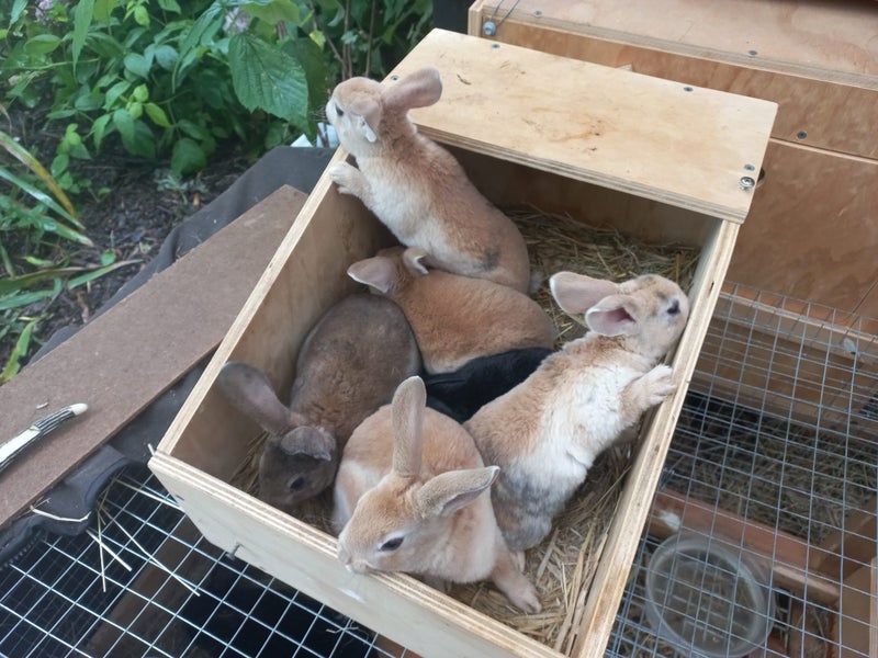 Baby Rex Rabbits Carousel 2