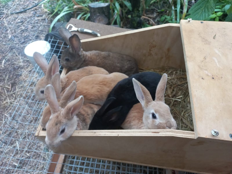 Baby Rex Rabbits Carousel 2