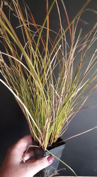 Carex Testacea x 1 Carousel 2
