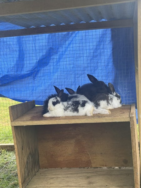 Baby Mini lops x angora Carousel 1