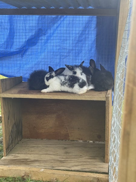 Baby Mini lops x angora Carousel 6