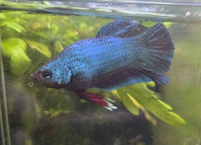 LAST RE-LIST- 15x Juvenile Red Dragon X Red Plakat Bettas (Males & Females) Carousel 15