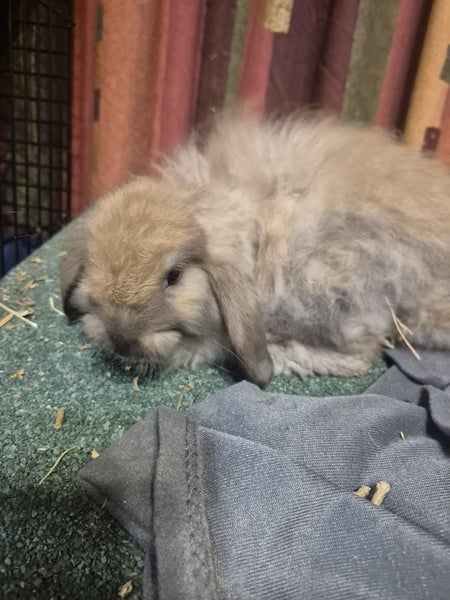 Mini lop (cashmere) Carousel 3