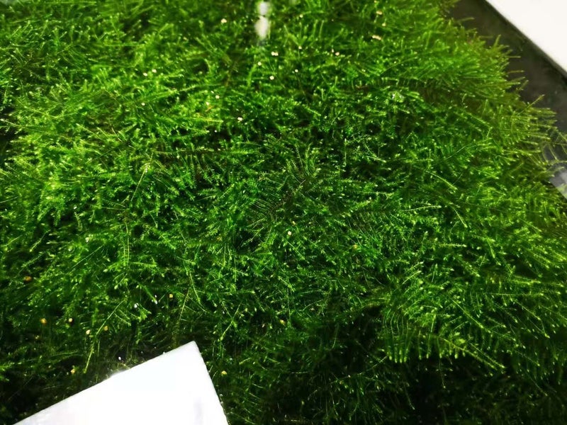 xmas moss Carousel 1
