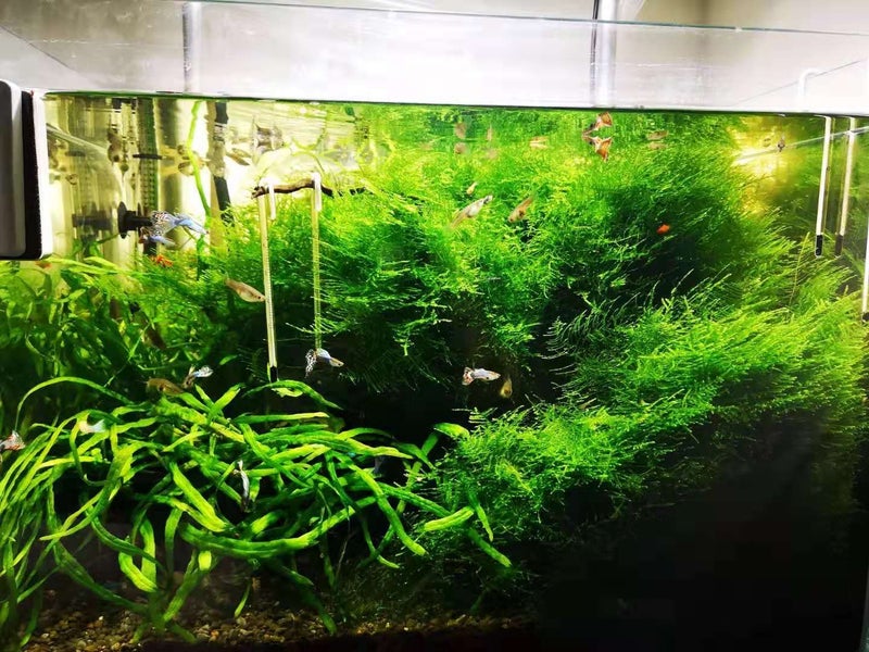 xmas moss Carousel 2