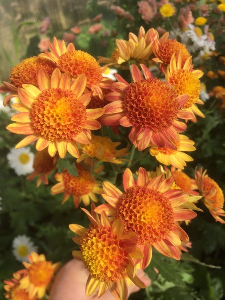 Chrysanthemum Gum Digger Carousel 1