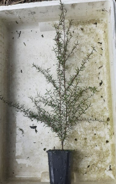 Leptospermum Blossom Queen compact shrub double pink flowers Carousel 2
