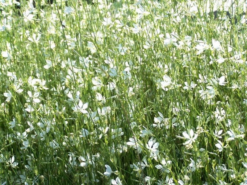 Gaura 'So White' 1.5L - Pot Carousel 1
