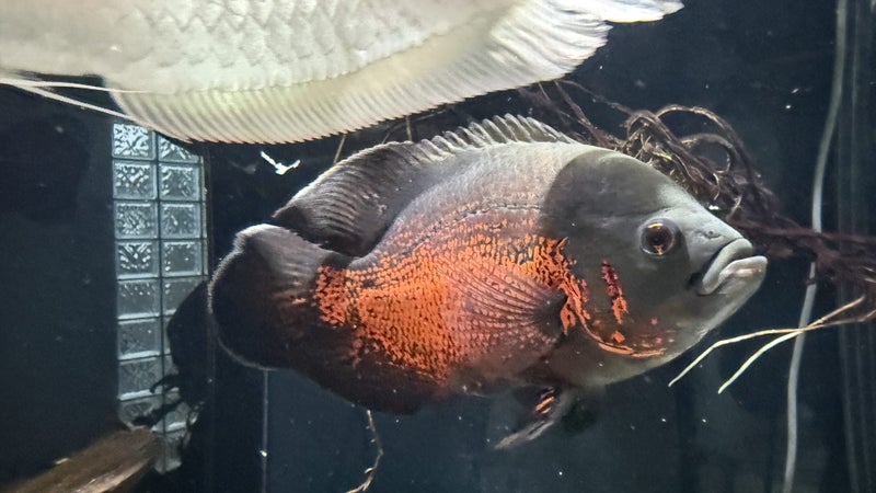 Tank & Fish Red Sea reefer 425XL Carousel 2